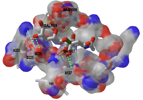 α-2,6-linked sialyl-galactosyl ligand binding to H1 1918 hemagglutininV3(2WRG).png