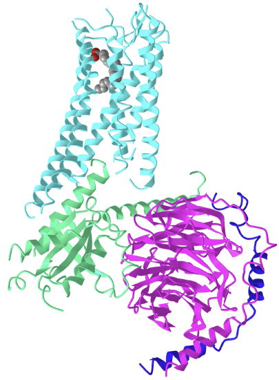 Eicosapentaenoic acid bound GPR120-Gi complex (8ID9).png