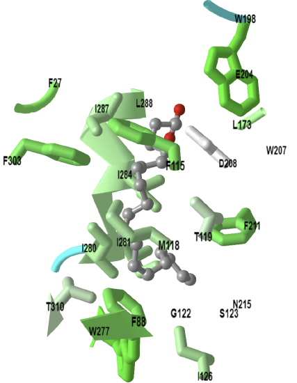 Eicosapentaenoic acid bound GPR1205Ang (8ID9).png