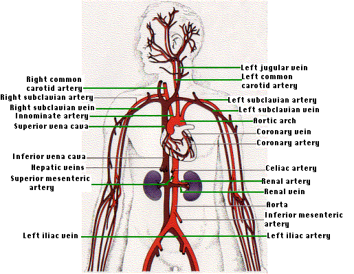 15.3A: Anatomy of Human Circulatory System - Biology ...
