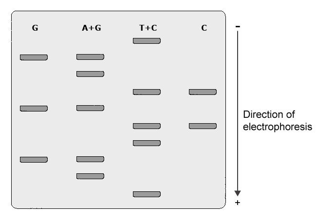 Electrophoresis visualization: from top to bottom, G, A+G, T+C, and C are the columns.