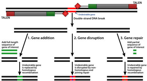 10: Biotechnological Tools For Broadening Genetic Variation - Biology ...