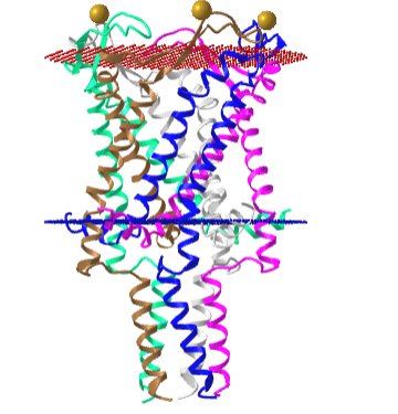 Closed state of the pentameric MscL from Mycobacterium tuberculosis (2oar).png
