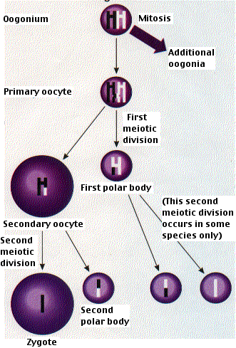 Diagram of oogenesis showing stages: oogonium, primary oocyte, first meiotic division, first polar body, secondary oocyte, second meiotic division, second polar body, and zygote.