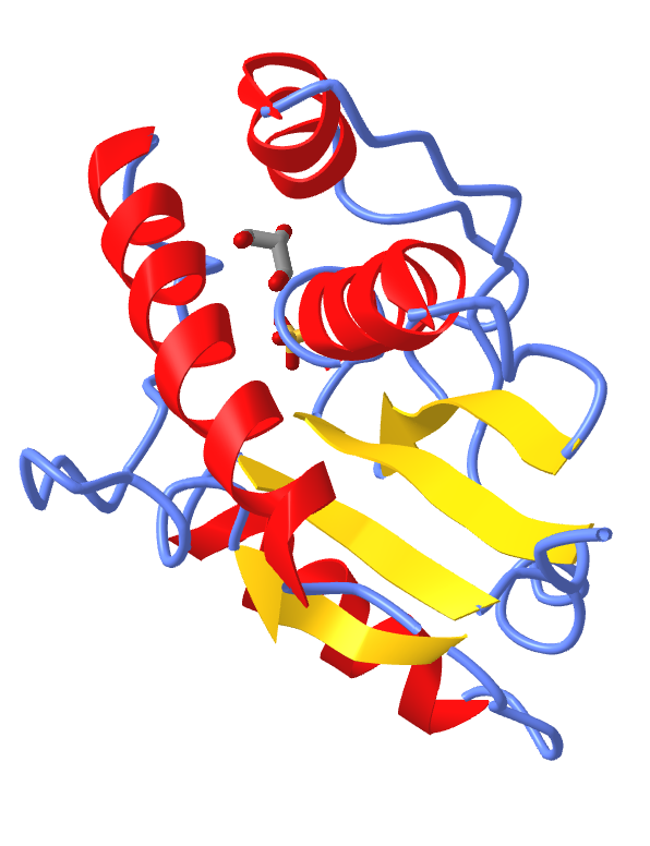 3D molecular structure of a protein, featuring red helices, blue coils, and yellow strands.