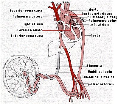 Diagram of the human circulatory system showing the heart, arteries, veins, and fetal circulation including the placenta, umbilical vein, and arteries. Labels indicate major parts.