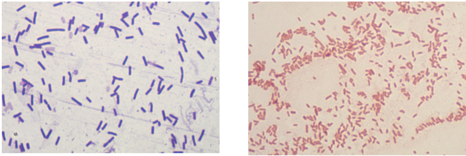 B. cereus and E. coli cell morphology