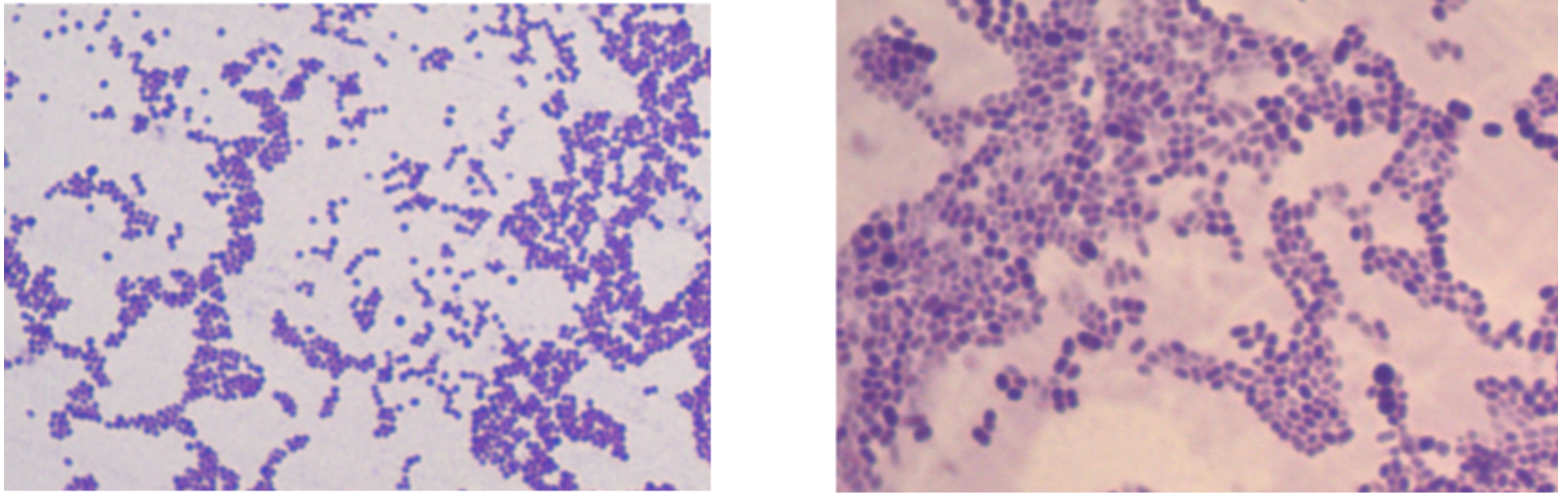 S. aureus and L. lactis cell morphology