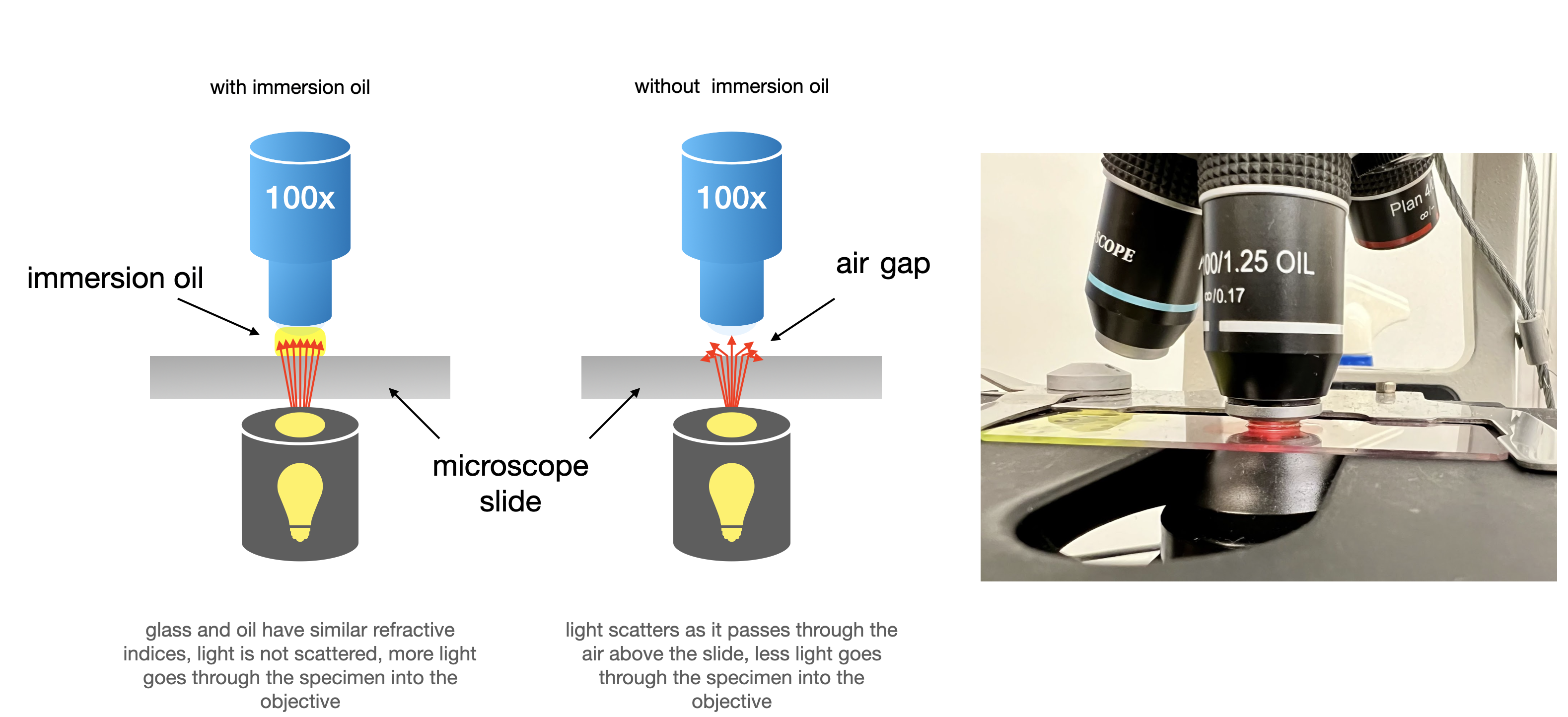 illustration and photograph describing oil immersion microscopy