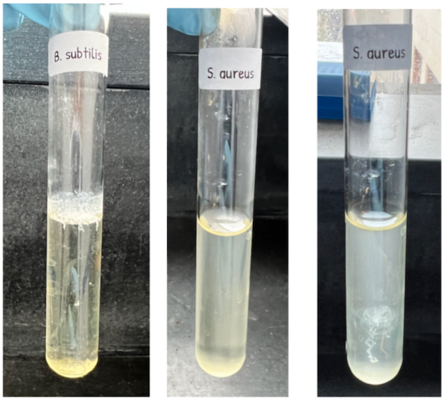 examples of turbidity, sediment and pellicle in broth cultures