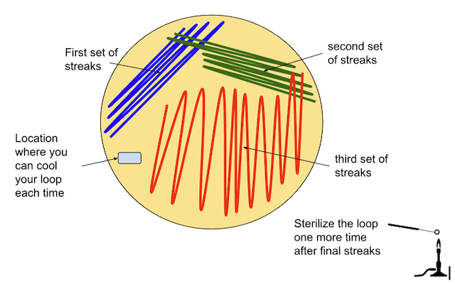 creating the final set of streaks in a streak plate