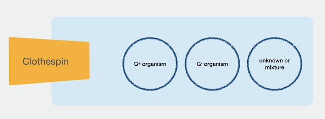 schematic for organizing microscope slide for gram staining