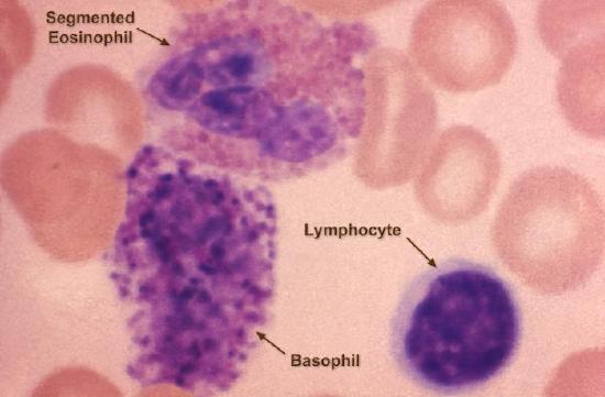 baspophil, eosinophil, lymphocyte