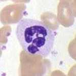 neutrophil