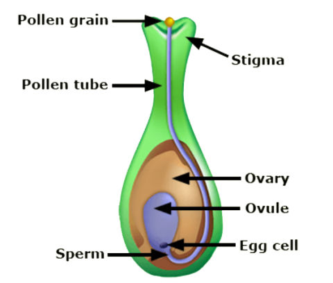 image of a flower and reproductive parts