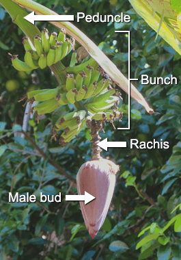 A banana fruiting branch with developing banana fruits and a male flower bud