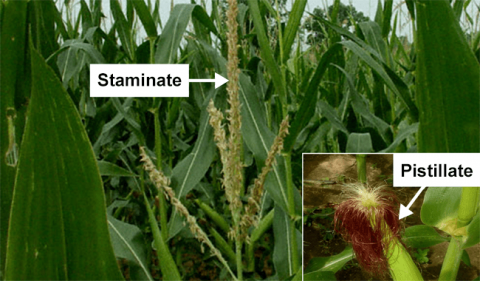 Staminate and Pistillate flowers of maize plant.