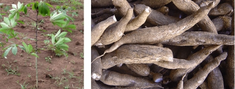 Cassava plant on left and tubers on right side of image.