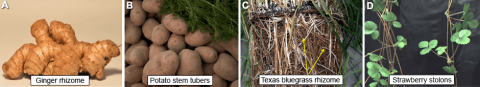 Ginger rhizome, Potato stem tubers, Texas bluegrass rhizome, Strawberry stolons