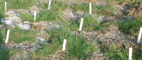 Picture of a bentgrass in a polycross nursery