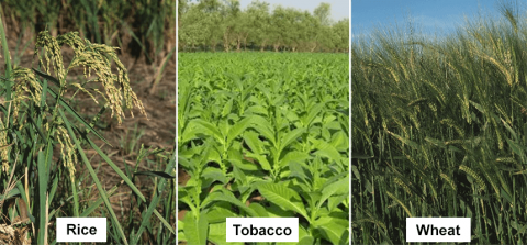 Image of Rice panicle, Tobacco plants, and Wheat panicles.