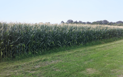 Hybrid maize field in full bloom.