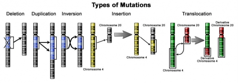 1.3: Genetic Variation And Germplasm Usage - Biology LibreTexts