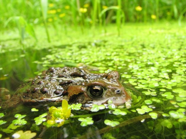 western toad (Bufo boreas)