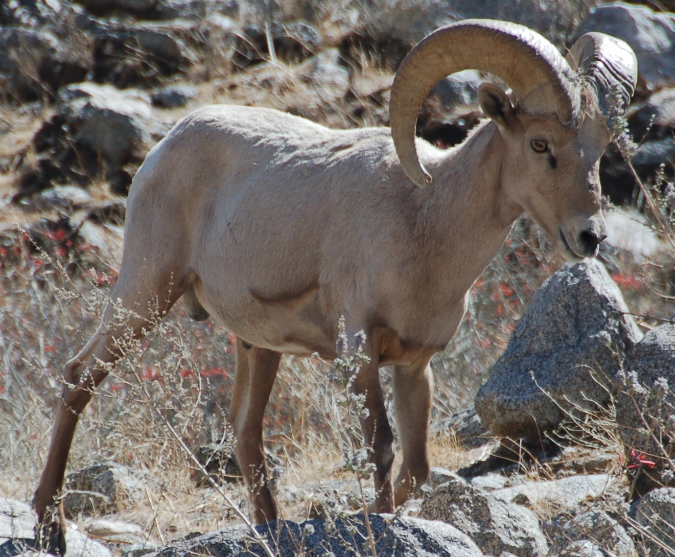 Desert bighorn sheep in the Hellhole Canyon in the Anza-Borrego Desert State Park. 