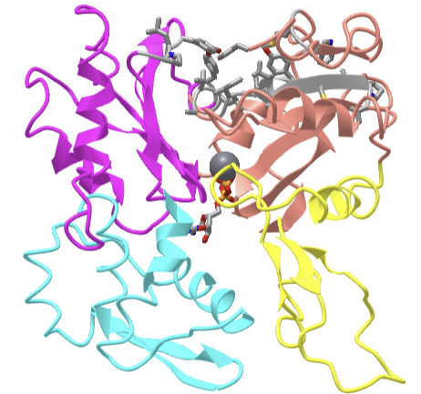 Rabbit Actin-ADP complex (2ZWG).png