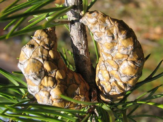 pinecones of a Jack Pine