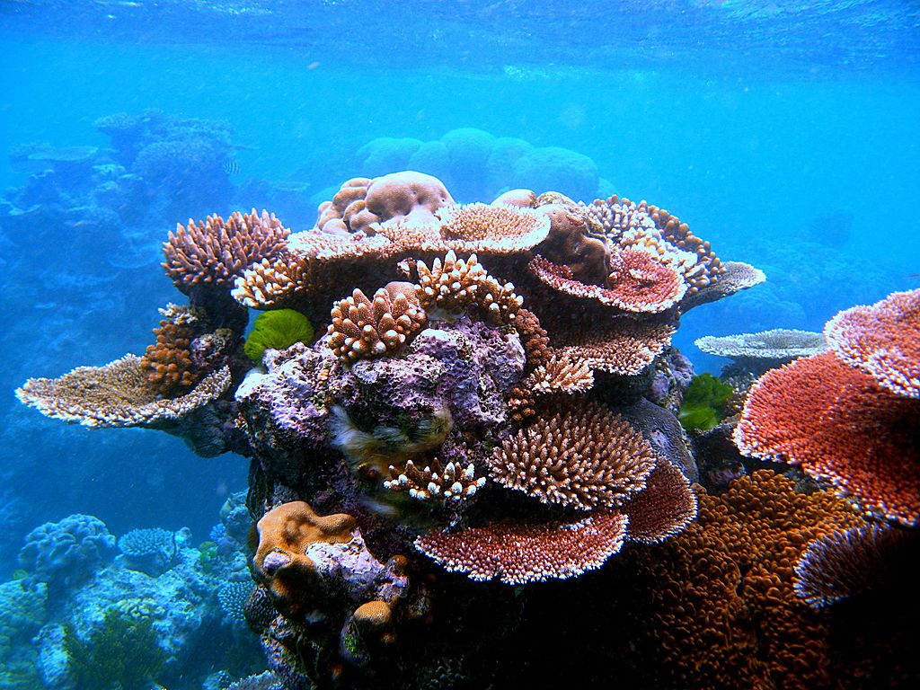 Reef building corals on a coral reef