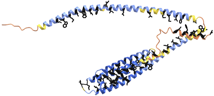 AlphaFold predicted structure of human Apo E (P02649).png