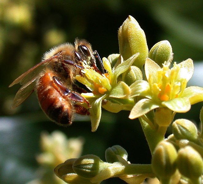Honeybee pollinating an Avocado