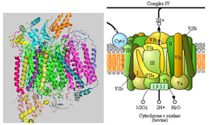 Cytochrome C Oxidase Structure