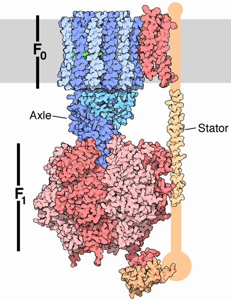 ATPsynthasePDB.gif