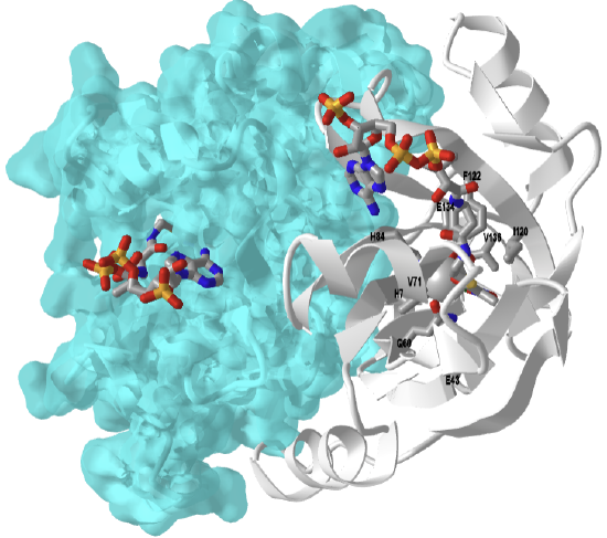 Methylmalonyl-CoA epimerase in complex with 2-nitronate-propionyl-CoA from S. coelicolor (6WFI).png