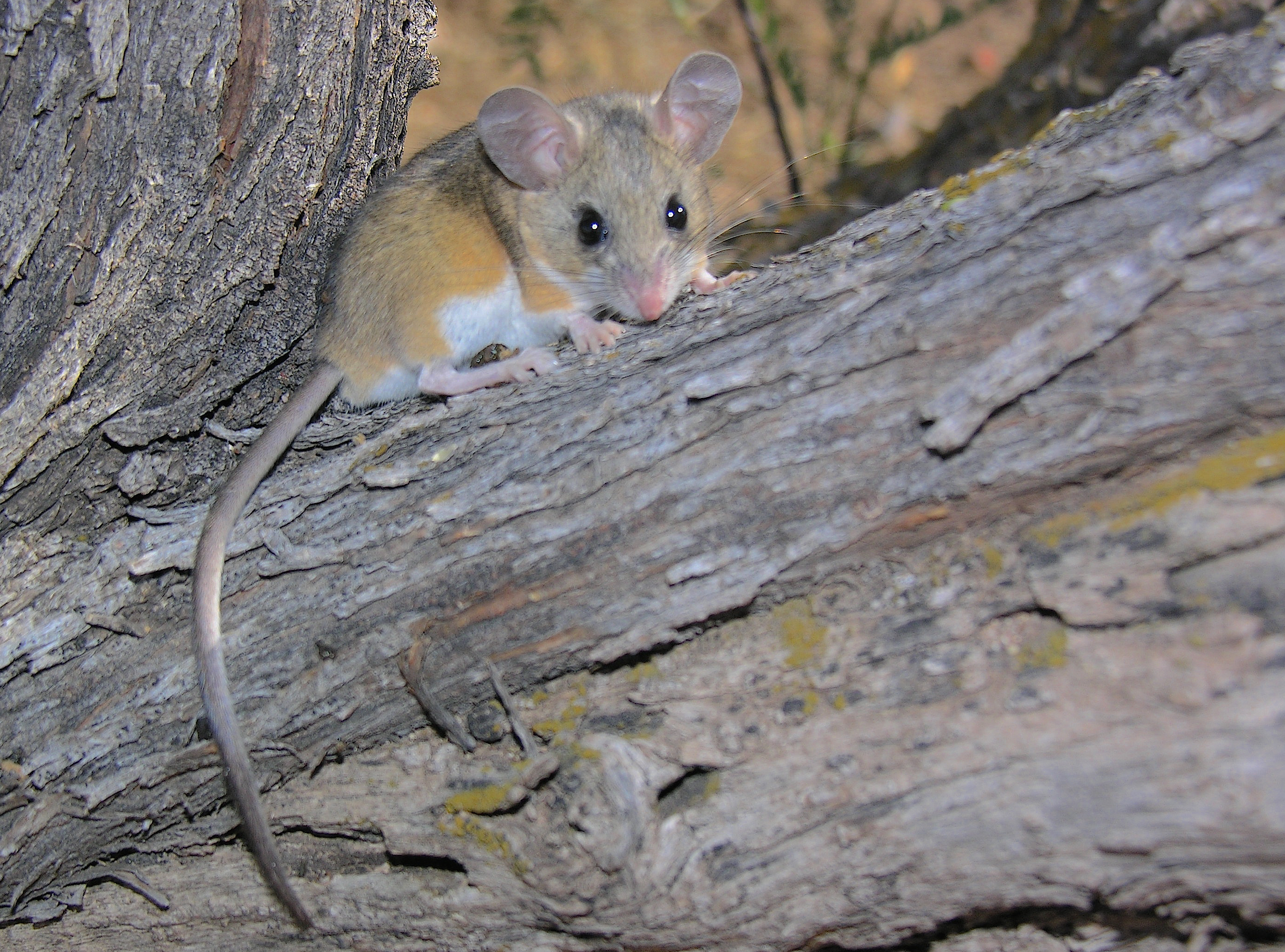 Deer mouse in its natural wooded habitat