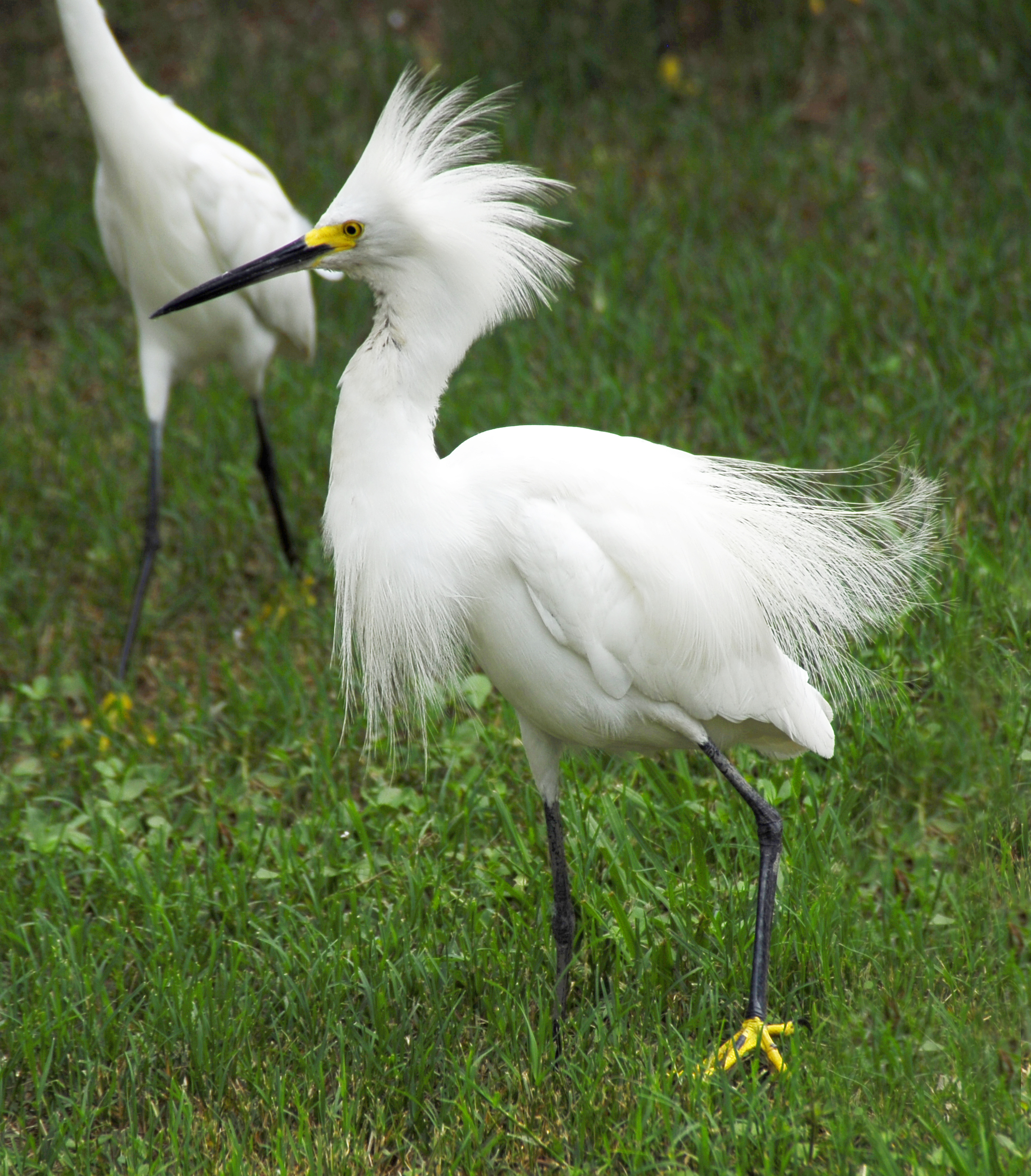 Snowy_Egret_at_New_Smyrna_Beach,_Florida_-_Flickr_-_Andrea_Westmoreland.jpg