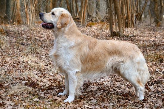 A golden retriever stands in a wooded area, looking very majestic