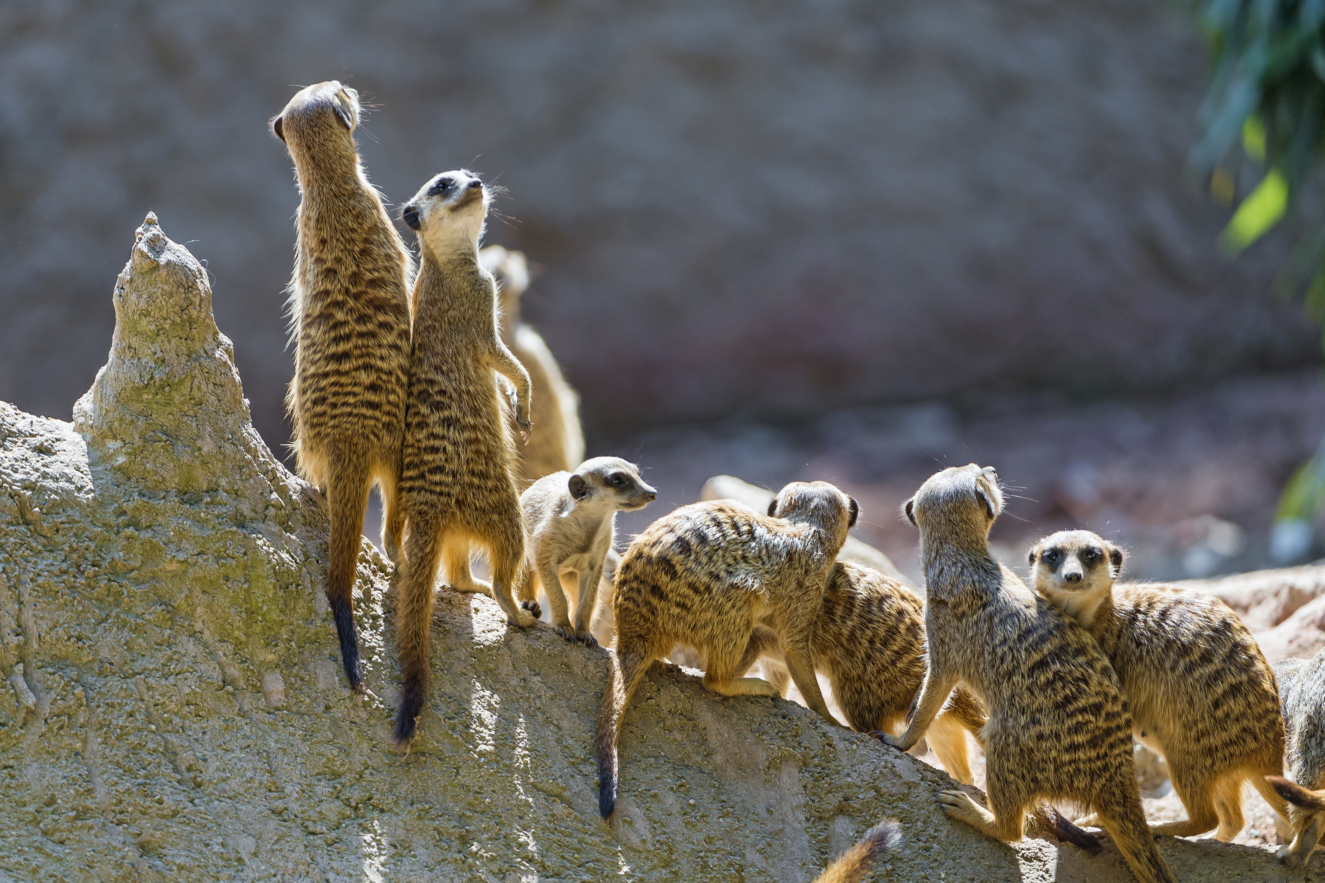 Multiple meerkats standing guard on a rock