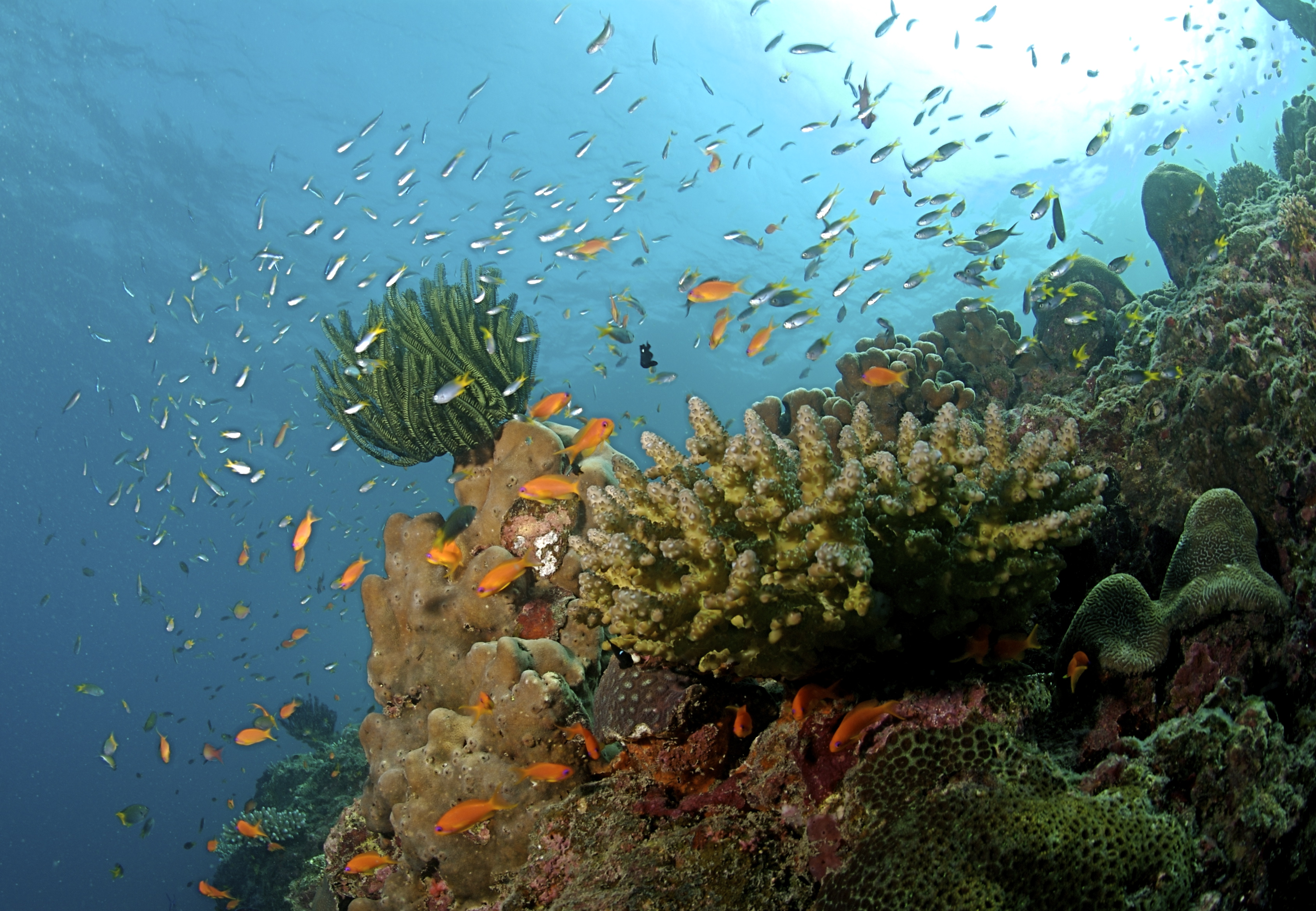 coral reef community.jpg