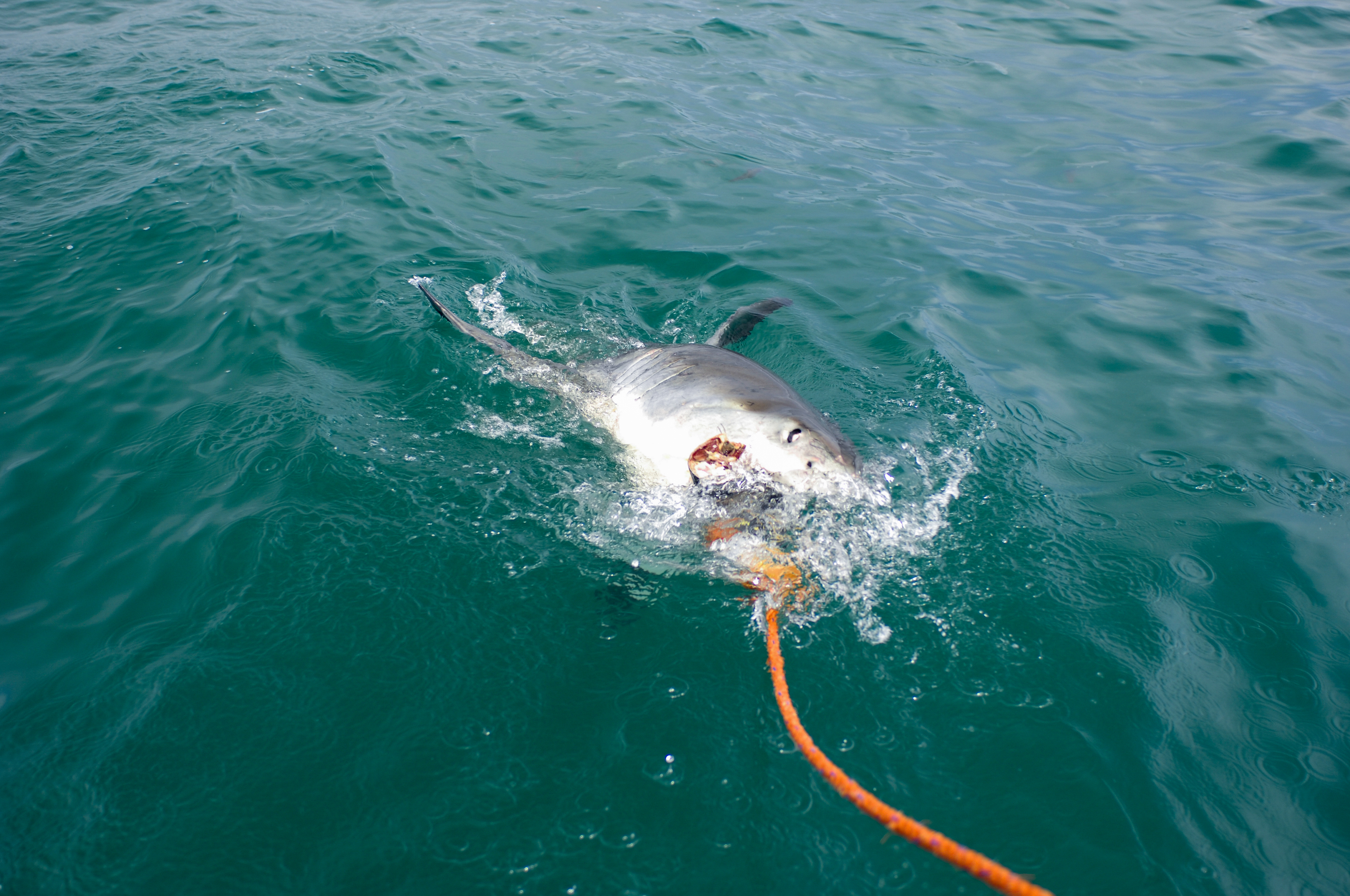 Great white shark attacking bait on the end of a rope. 