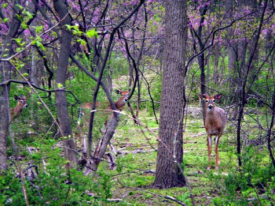 Two white-tailed deer in the forest looking toward the camera, with the redbuds in bloom. 