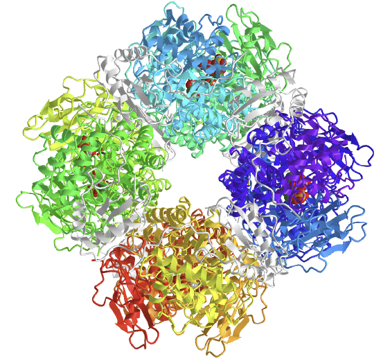 Ribulose 1,5-bisphosphate carboxylase-oxygenase from Synechococcus PCC6301_B (1RBL).png
