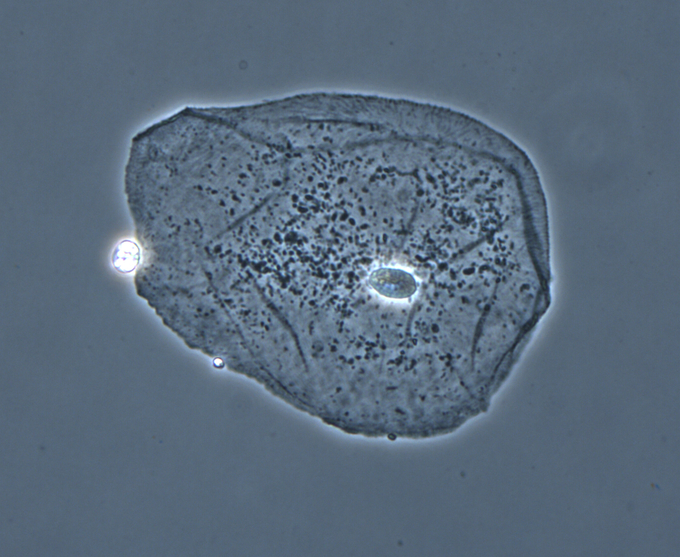 Microscope image of a cheek epithelial cell using phase-contrast microscopy
