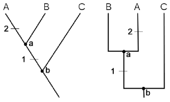 2 cladograms