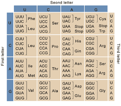 Standard genetic code codon chart used to translate mRNA to amino acid sequence