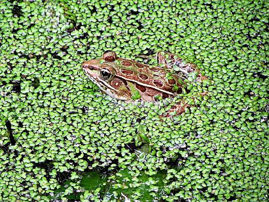 800px-Frog_in_Duck_Weed_Huntley_Meadows_Park_Alexandria_VA_1788_(30097678481).jpg