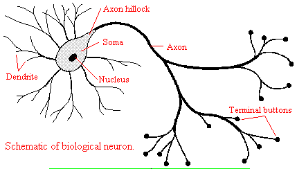 neuron3a.gif